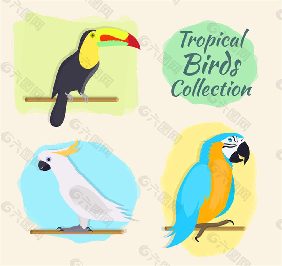 3款彩色热带鸟类矢量素材
