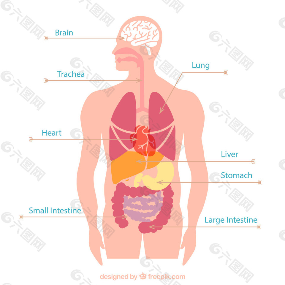 人体器官解刨图