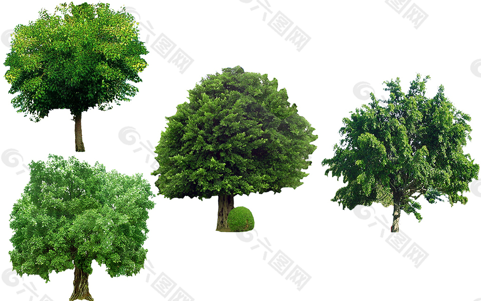 细叶榕树 园林景观树PSD素材