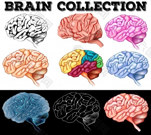 人脑插图的不同设计
