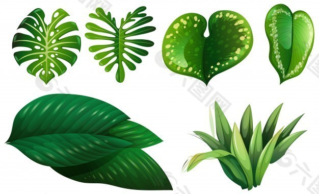 不同类型的绿叶插图