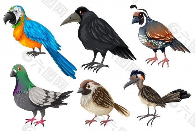 不同种类的野生鸟类插图