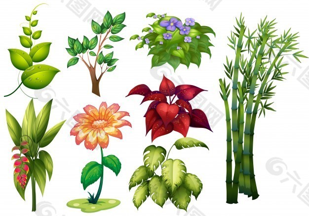 不同种类植物花卉说明