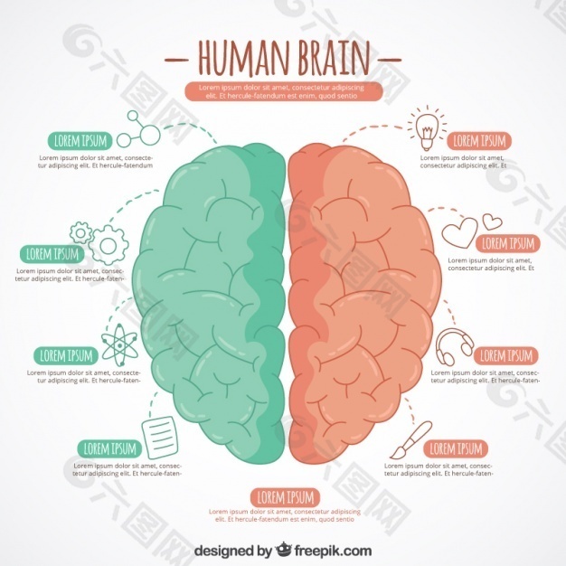 手工绘制的两种颜色的大脑信息图表模板