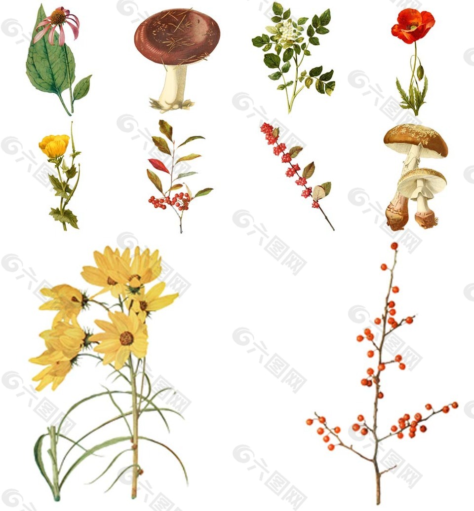 植物图表插画