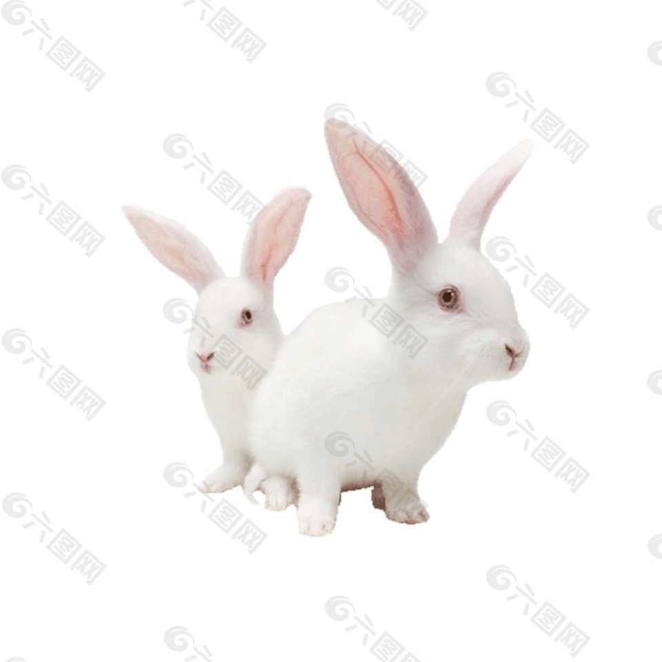 可爱白色小兔子元素
