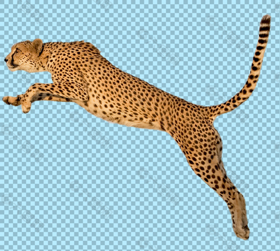跳很高的豹子图片免抠png透明图层素材