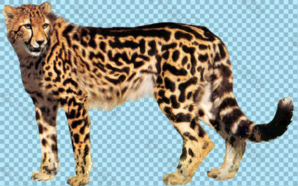 站立的豹子图片免抠png透明图层素材