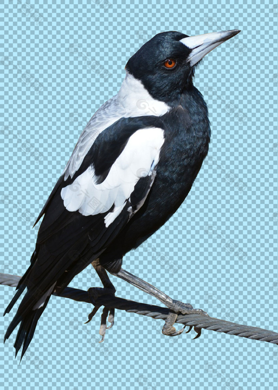 黑白羽毛小鸟图片免抠png透明图层素材设计元素素材免费下载 图片编号 六图网