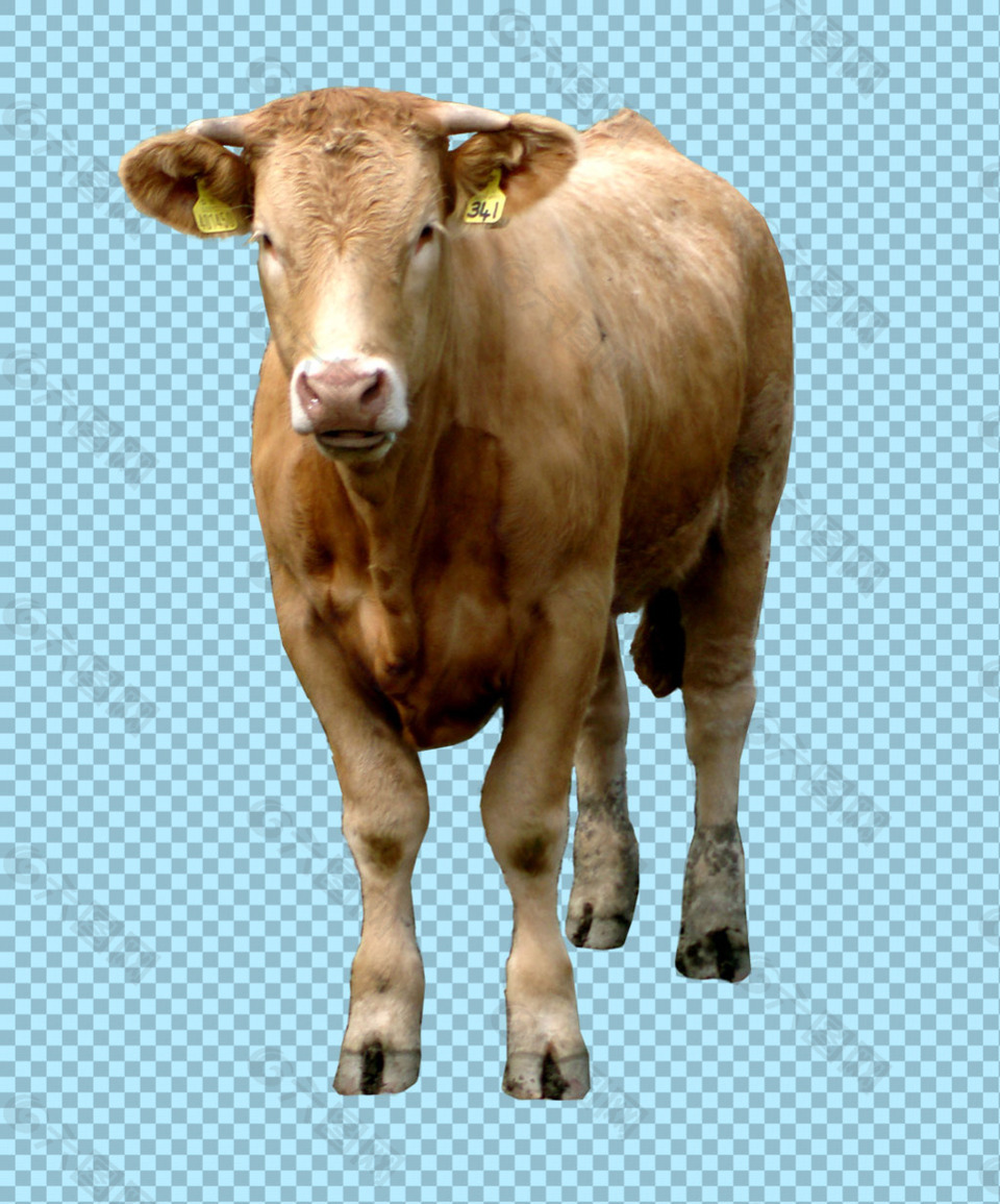 正面黄色大奶牛图片免抠png透明图层素材