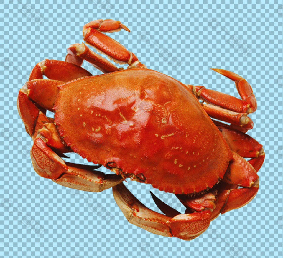 红色的海蟹图片