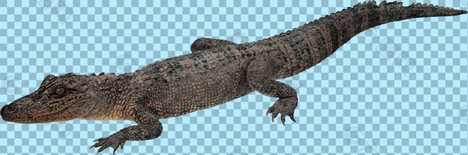 写实鳄鱼图片免抠png透明图层素材