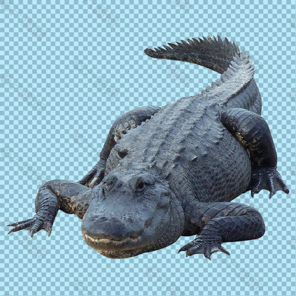 趴着的鳄鱼图片免抠png透明图层素材