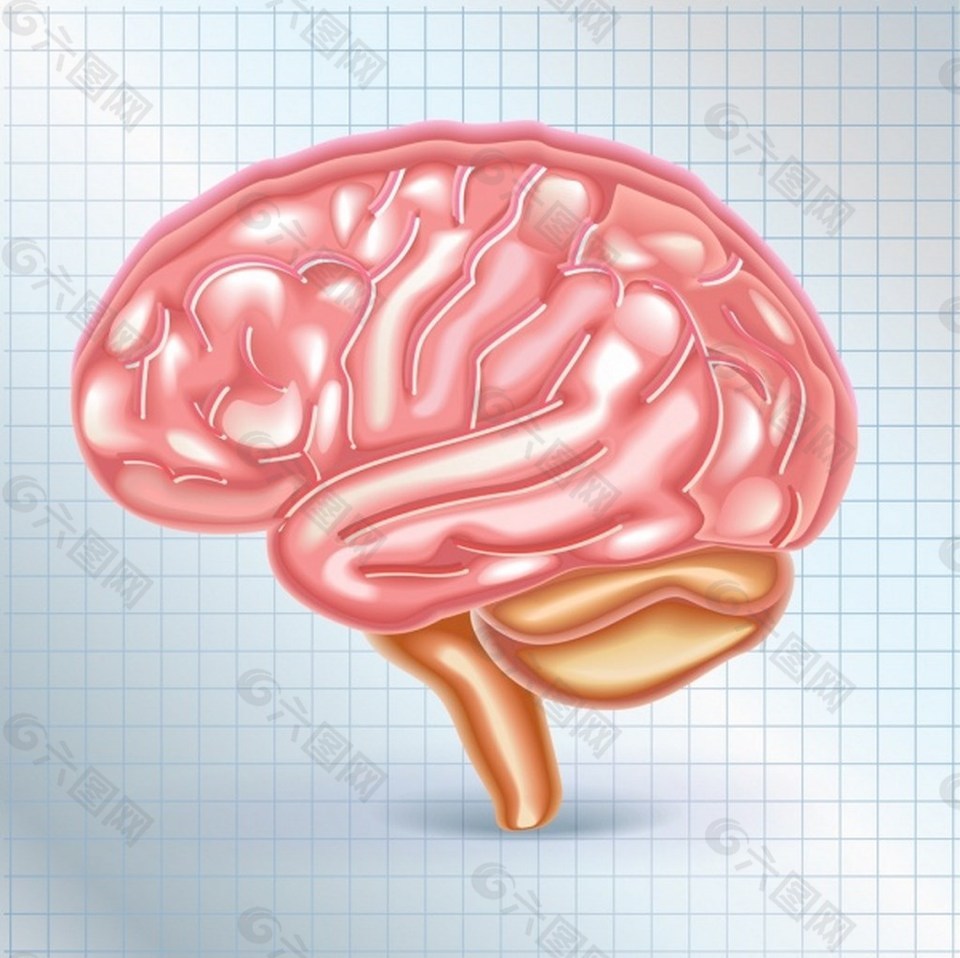 大脑结构矢量图