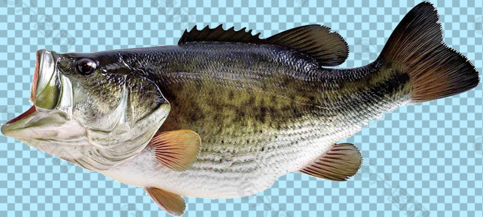 张开嘴的鱼免抠png透明图层素材