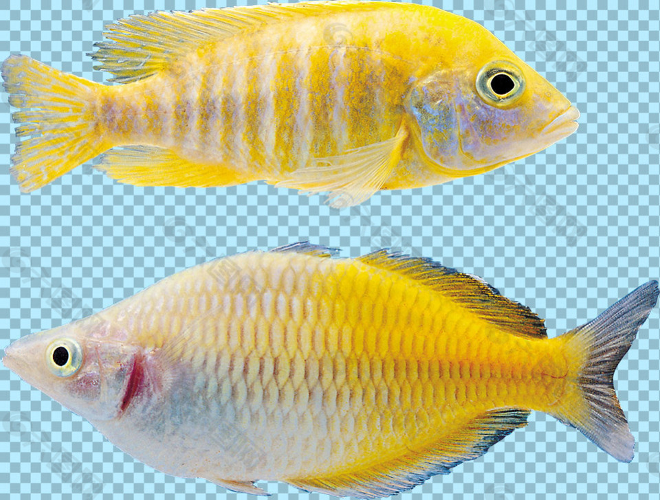 黄色漂亮热带鱼图片免抠png透明图层素材