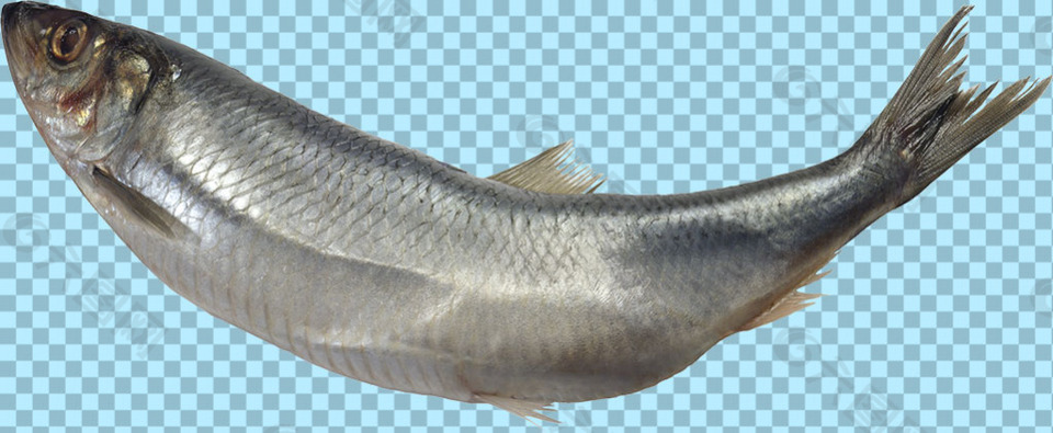 深灰色长条鱼图片免抠png透明图层素材