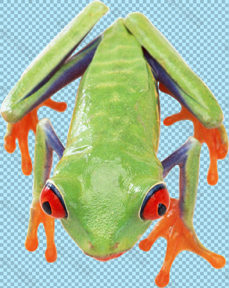 绿色有毒青蛙免抠png透明图层素材