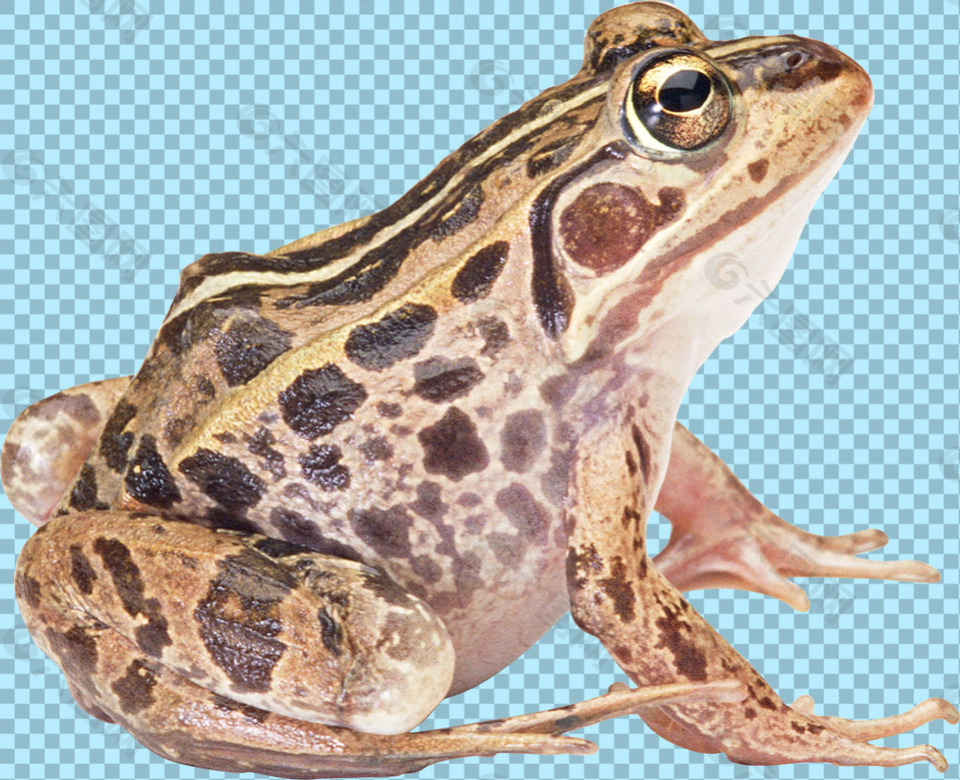 黑色斑纹青蛙免抠png透明图层素材