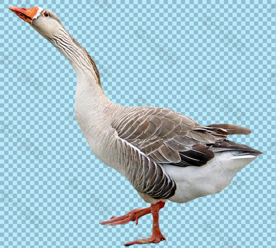 引颈高歌的鹅免抠png透明图层素材