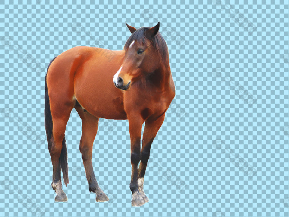 红棕色骏马马免抠png透明图层素材