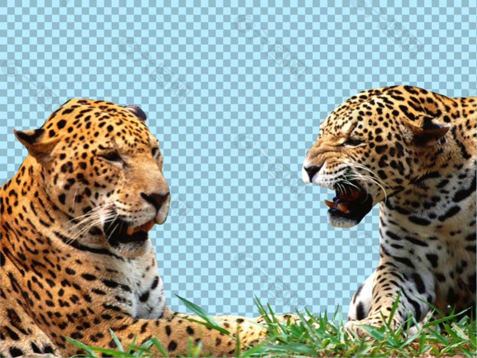 两只玩耍的美洲豹免抠png透明图层素材