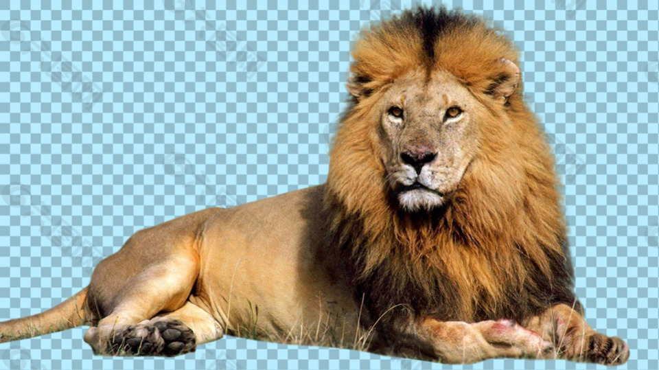 趴地上观望的狮子免抠png透明图层素材