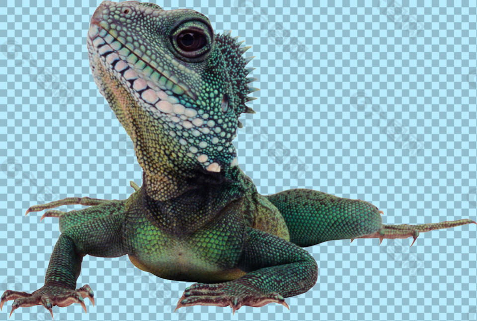 绿色蜥蜴头部特写免抠png透明图层素材