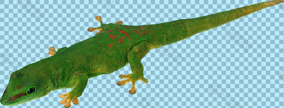 漂亮绿色蜥蜴免抠png透明图层素材