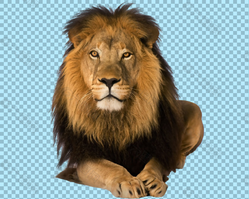 趴地上望的狮子免抠png透明图层素材