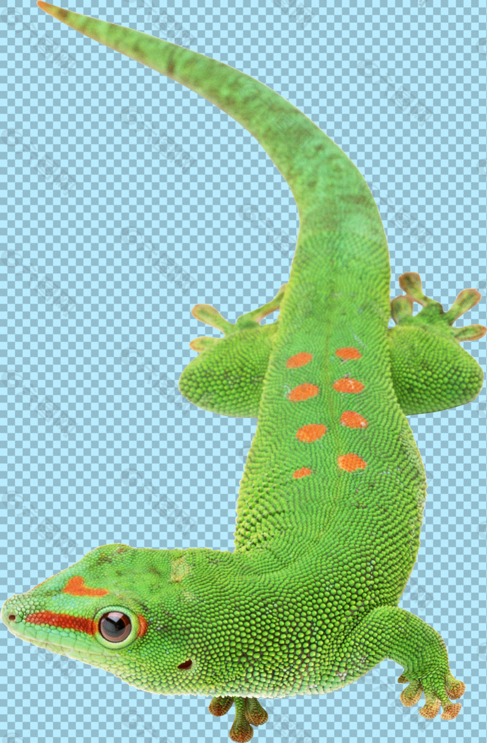 鲜艳绿色蜥蜴免抠png透明图层素材