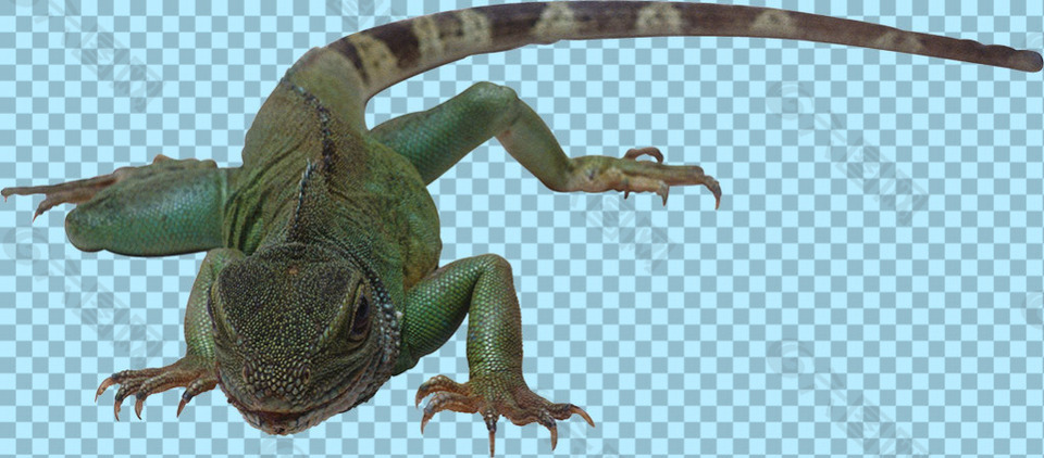 绿色爬行蜥蜴免抠png透明图层素材