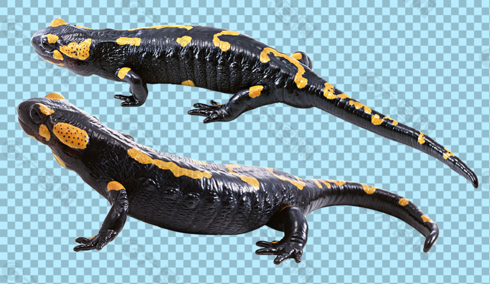 黑色黄斑蜥蜴免抠png透明图层素材