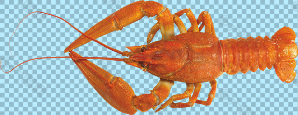棕红色龙虾免抠png透明图层素材