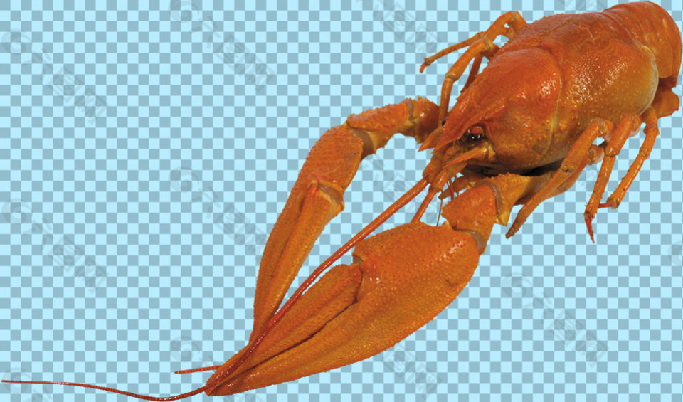 美味龙虾免抠png透明图层素材