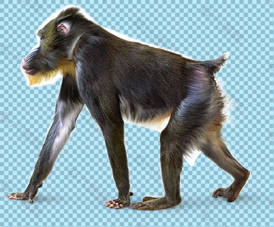 正在走路的猴子免抠png透明图层素材