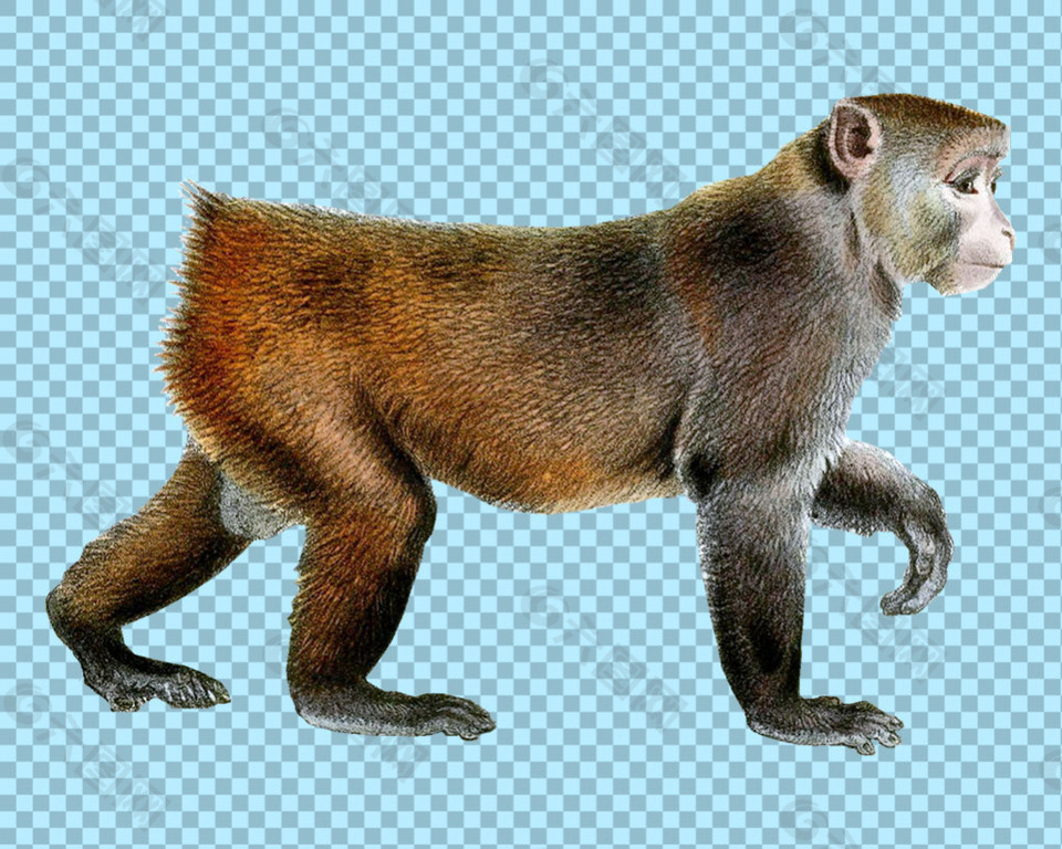正在走路的猴子免抠png透明图层素材