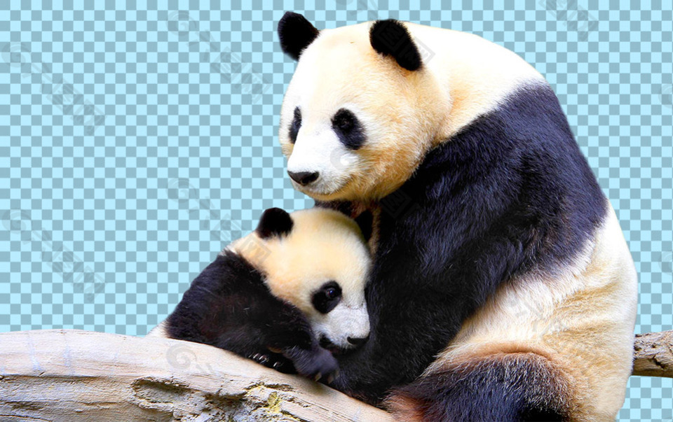可爱熊猫母子免抠png透明图层素材
