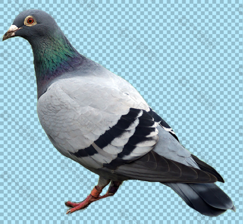 站着的鸽子免抠png透明图层素