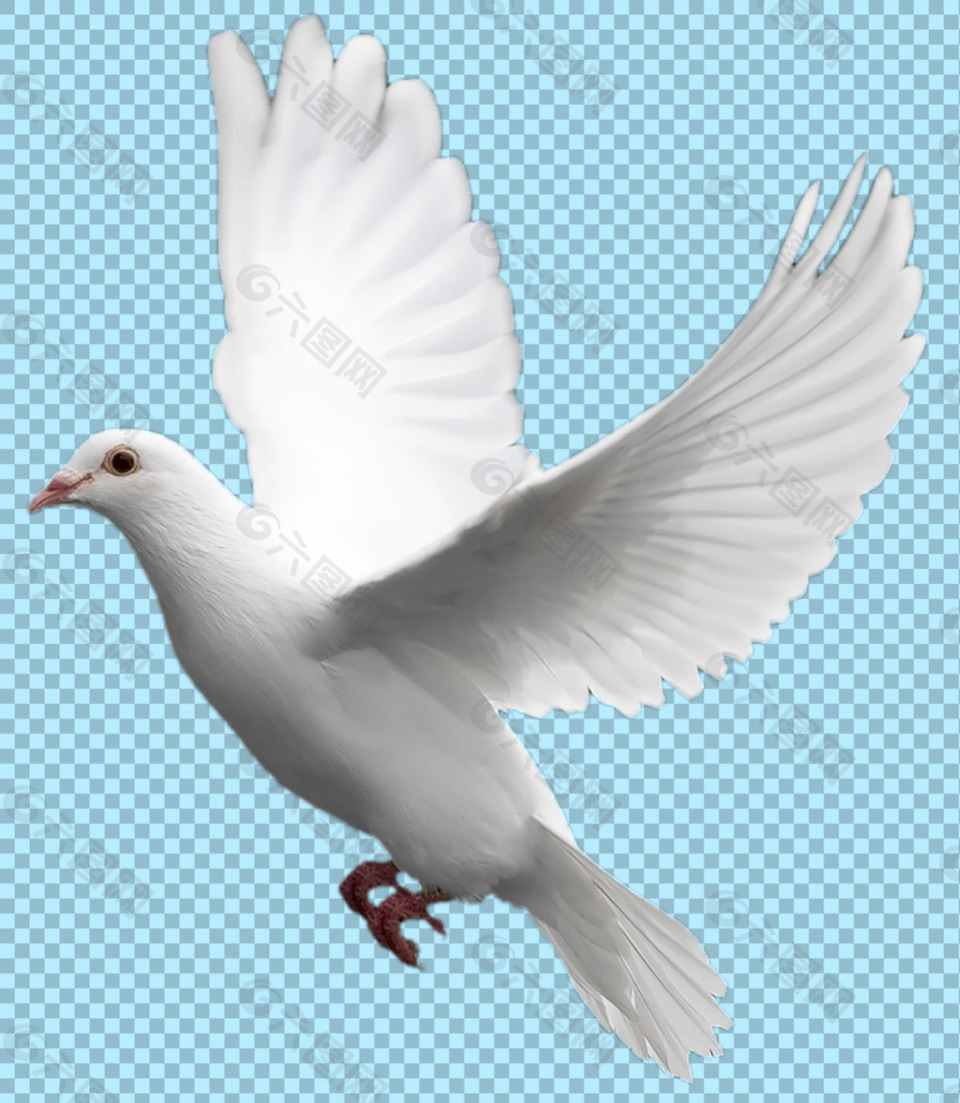 飞翔的白鸽子免抠png透明图层素材