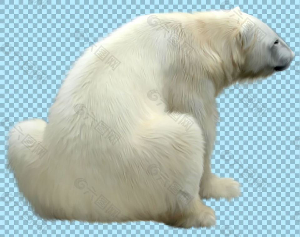 蹲着休息的北极熊免抠png透明图层素材