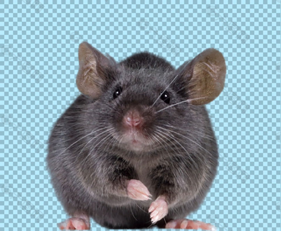 黑色可爱老鼠免抠png透明图层素材