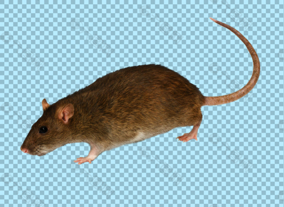 褐色毛发老鼠免抠png透明图层素材