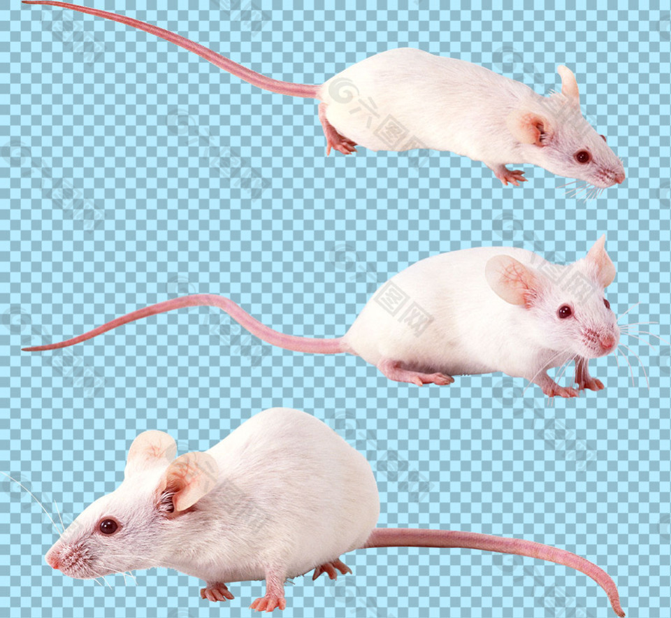 三只白色小老鼠免抠png透明图层素材