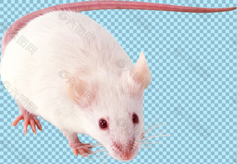 纯白色的老鼠免抠png透明图层素材