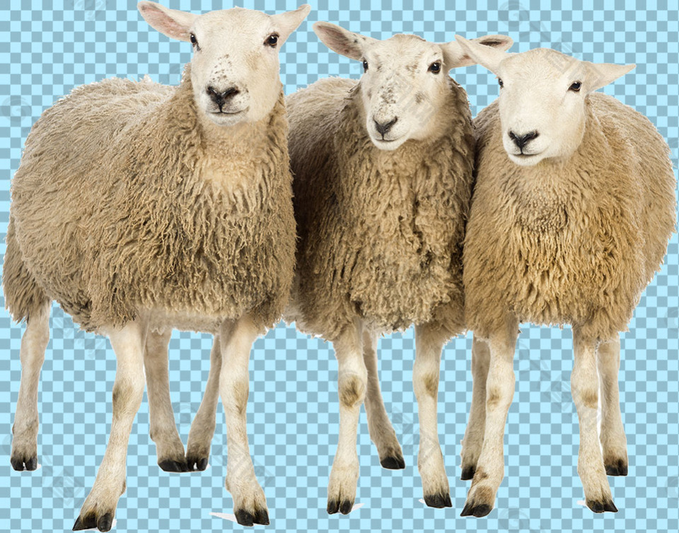 三只绵羊图片免抠png透明图层素材