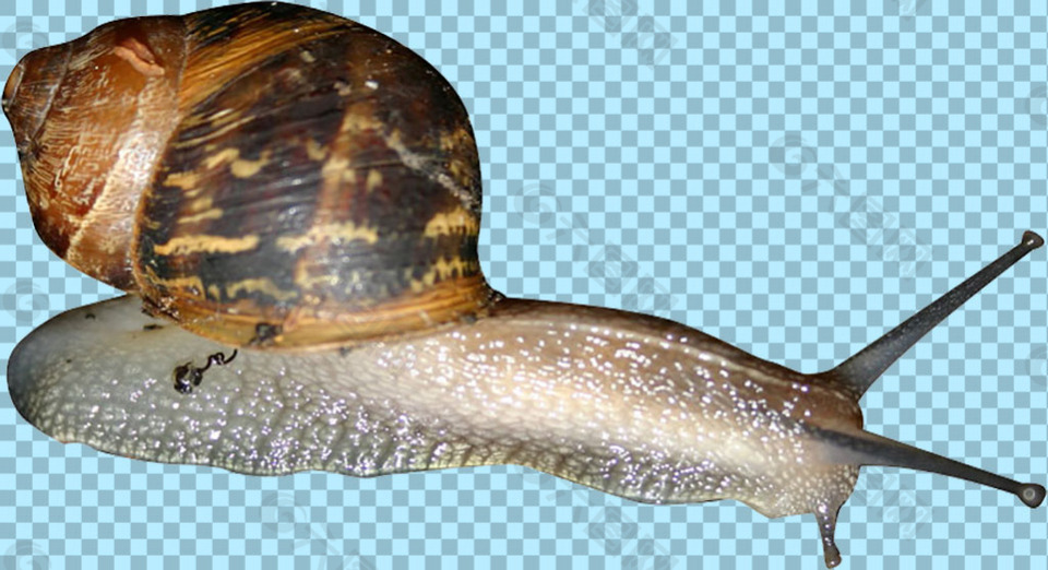 爬行的蜗牛免抠png透明图层素材