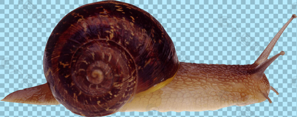 在爬行的蜗牛免抠png透明图层素材