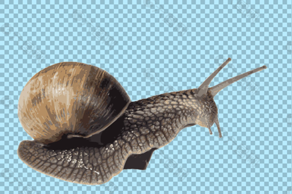 软体动物蜗牛照片免抠png透明图层素材