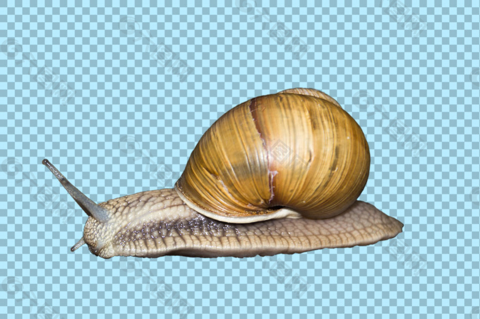 一只蜗牛图片免抠png透明图层素材